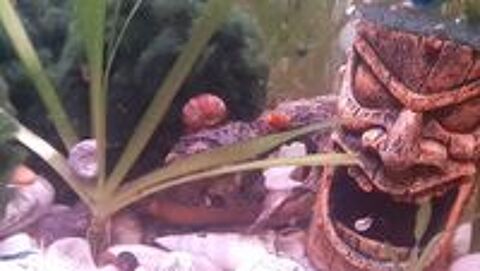   Escargot ornement aquarium 