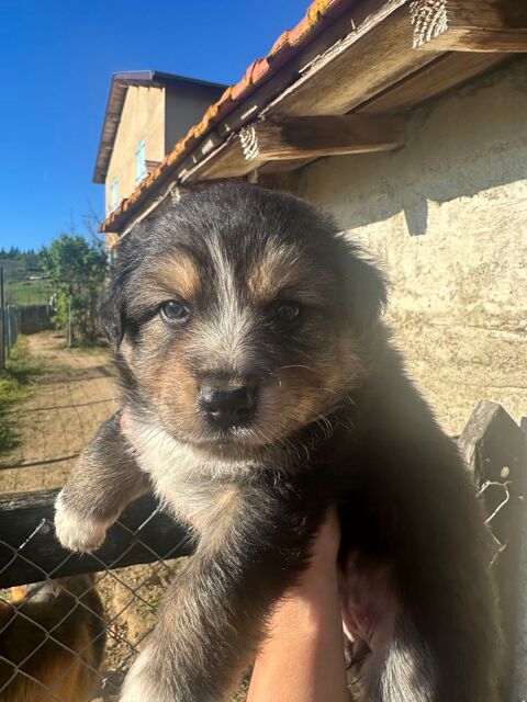 Chiot berger australien 500 69620 Saint-v�rand