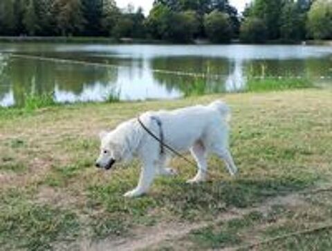   Baloo joli croisé golden montagne de 2 ans et demi 
