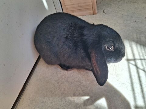 Lapin noir 30 69005 Lyon