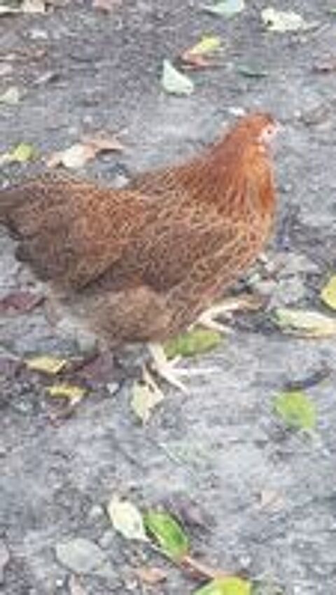   Poules pondeuses brahma et faverolle grande race 