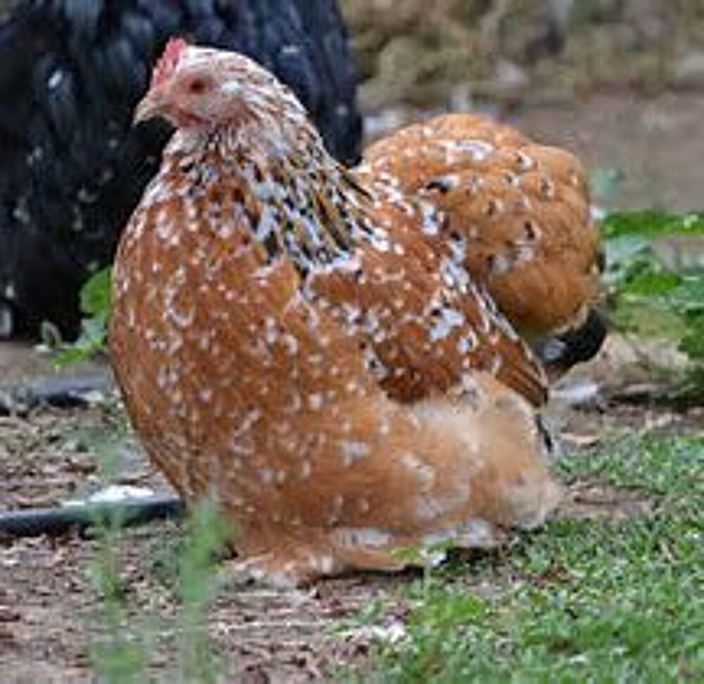   Poule batam pekin  