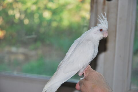 CALOPSITTE ALBINO EAM 110 83170 Brignoles
