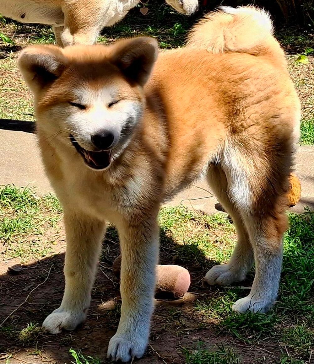   Akita Inu LOF, dernier chiot 