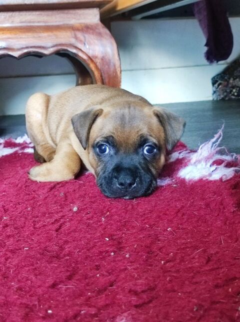 Chiots staffies &agrave; r&eacute;server 1600 29200 Brest