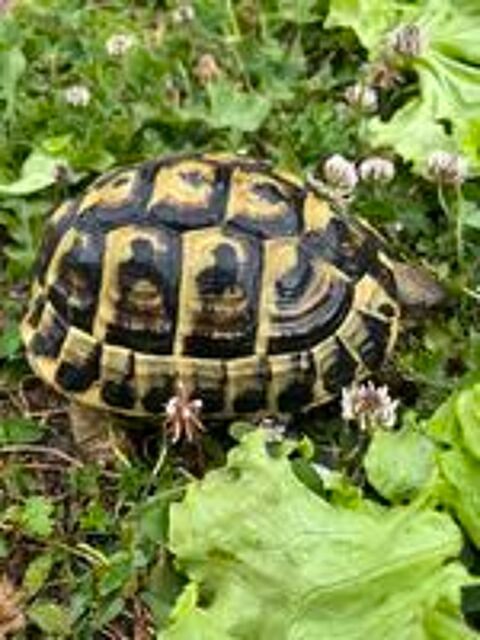   tortue de terre grecqua/ herman 