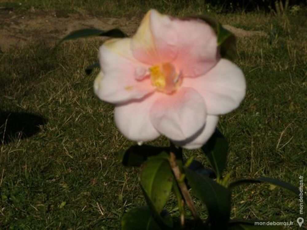 CAMELIAS Jardin