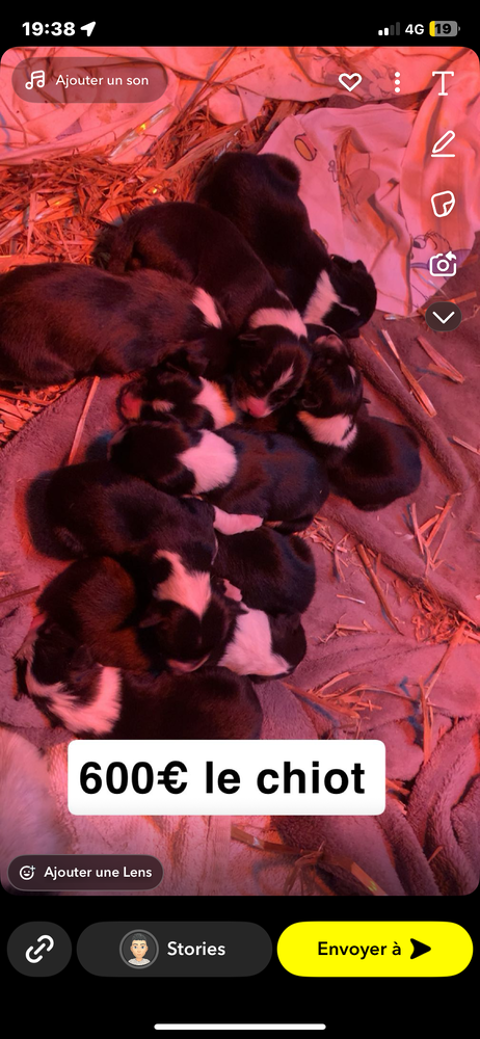 Chiots border collie 
0 22970 Ploumagoar