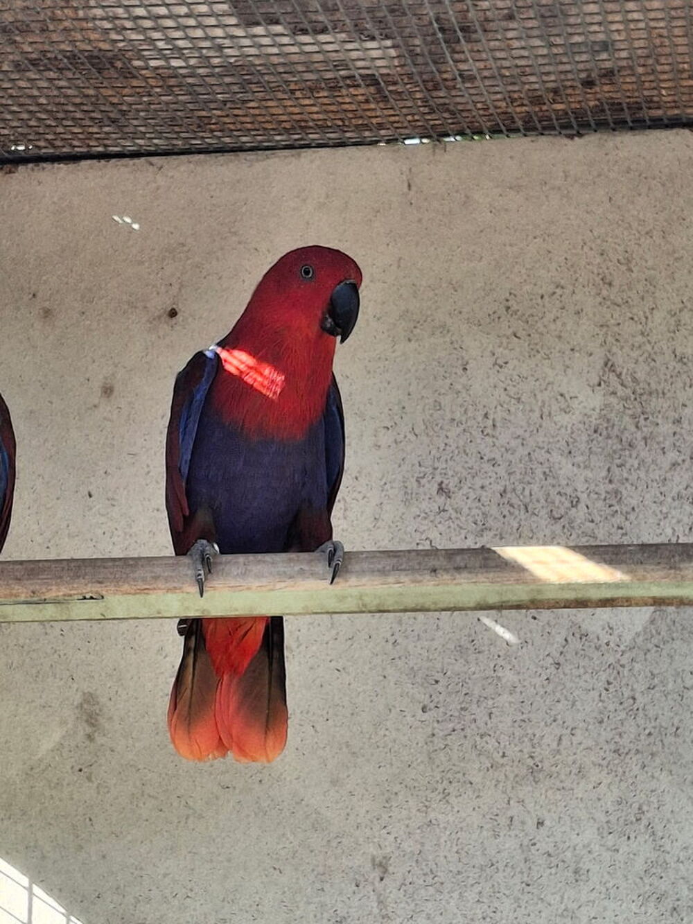    Perroquet  grand  Eclectus femelle 