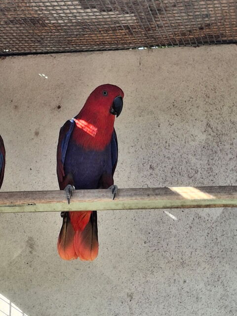  Perroquet  grand  Eclectus femelle 650 83190 Ollioules