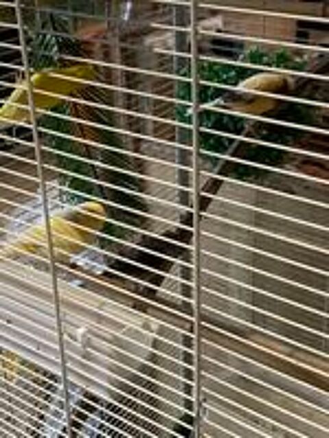   CANARIS MALES 