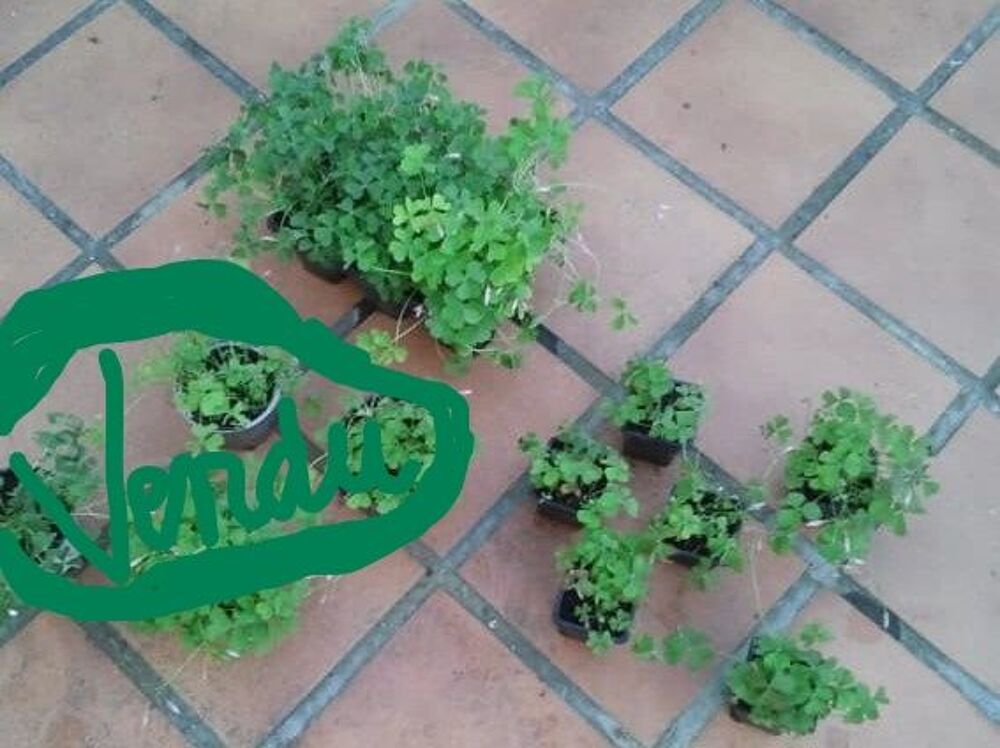 Pot d'Oxalis &agrave; Fleurs Roses/Feuilles forme de Tr&egrave;fle-Vivace Jardin
