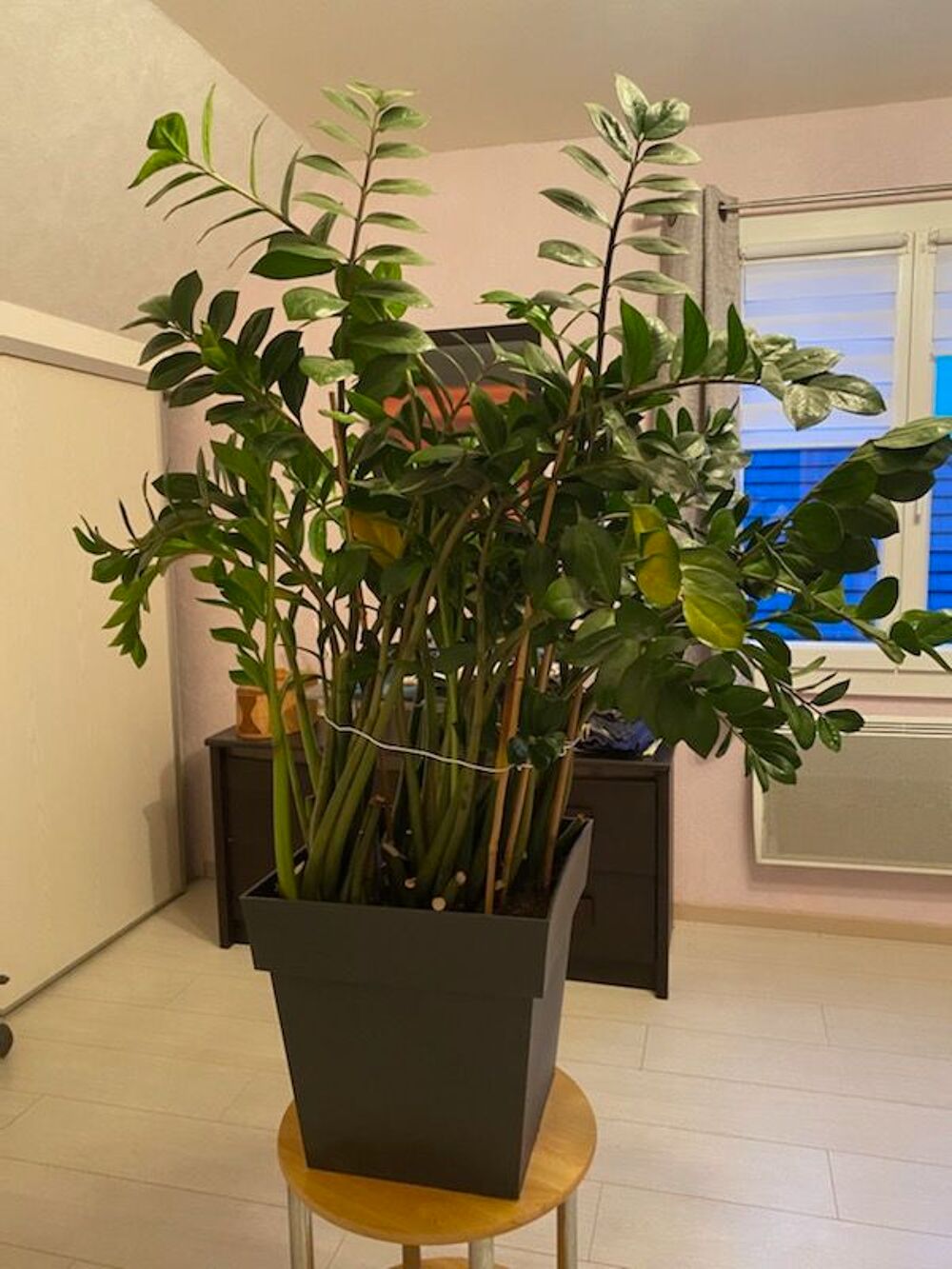 Plante interieure Dcoration
