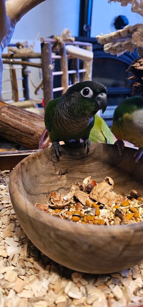 Conure molinae 150 12170 L�dergues