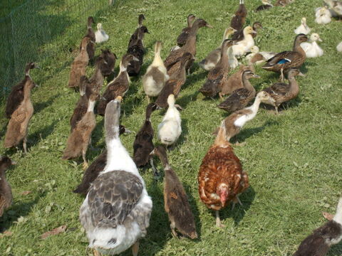 CANARD COUREUR INDIEN 20 01400 Condeissiat