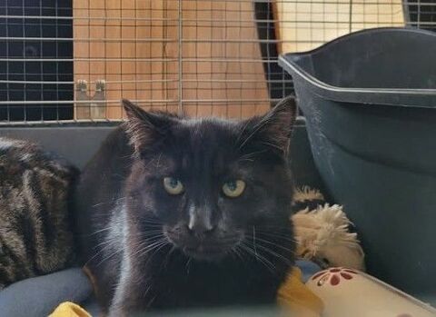 Chat MYSTERY &agrave; l adoption 200 26200 Anc�ne