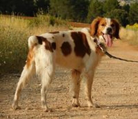   Ujol, un chien facile, joyeux et plein d'nergie  