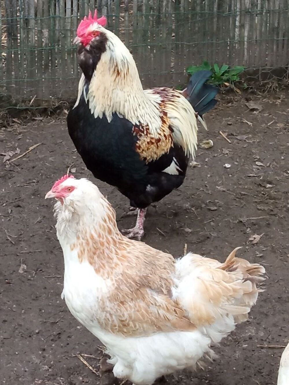   oeufs fécondés de faverolles 