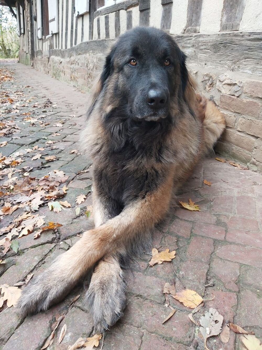   Chienne disparue 