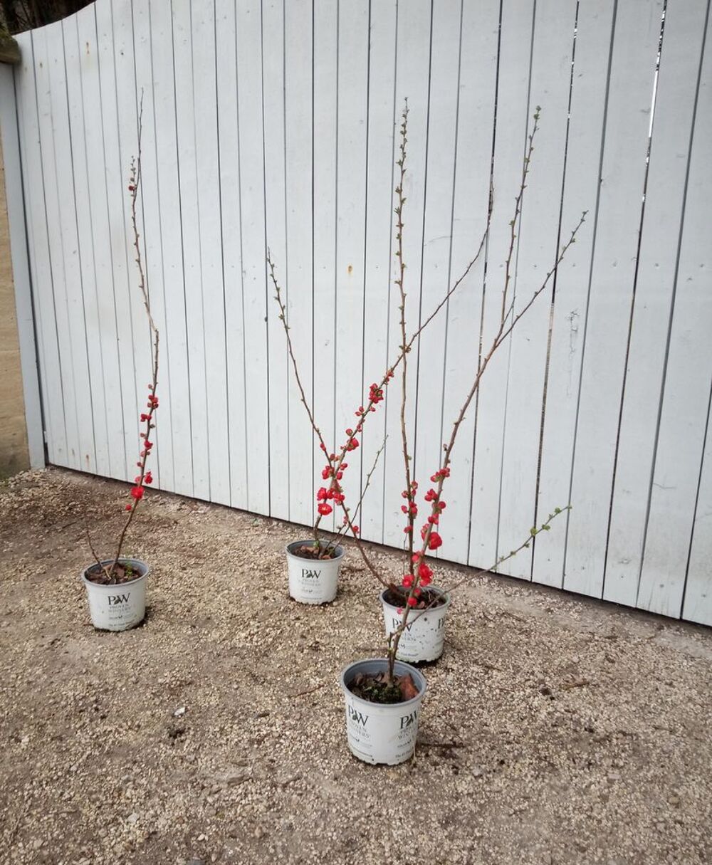Cognassier du Japon aux fleurs rouges vives container. ?? Jardin