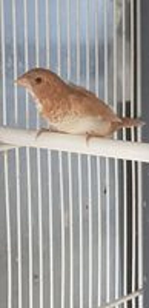   Moineau du japon  