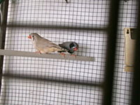   Oiseaux 