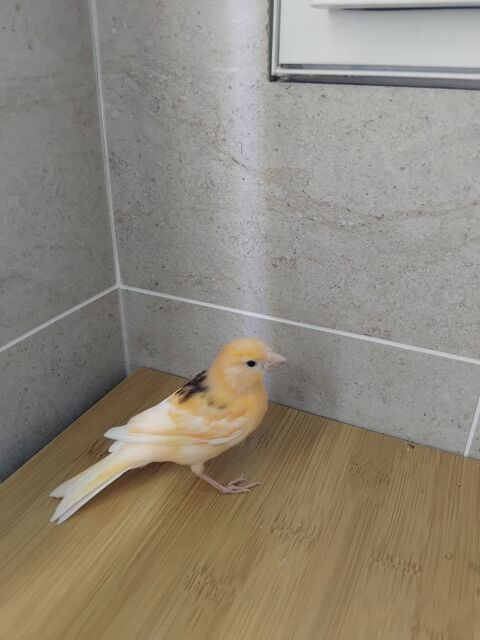 Canari 20 49460 Cantenay-�pinard