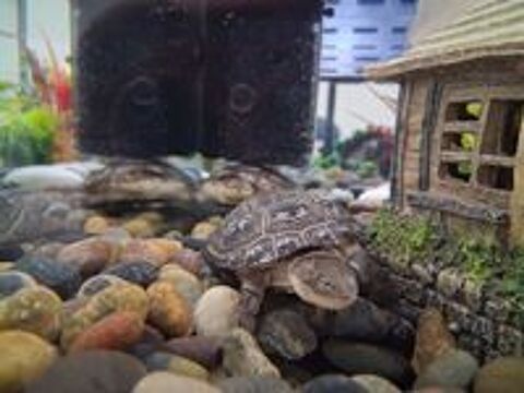   2 tortues d'eau polmedusa  