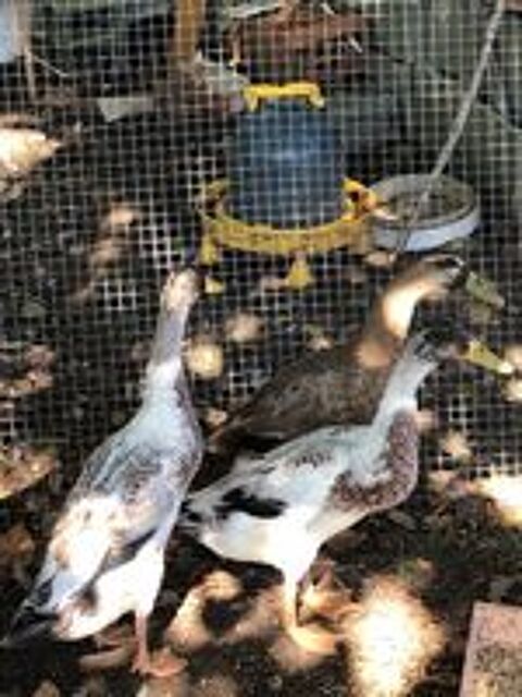   6 canards coureurs indiens n�s en juin 2025 