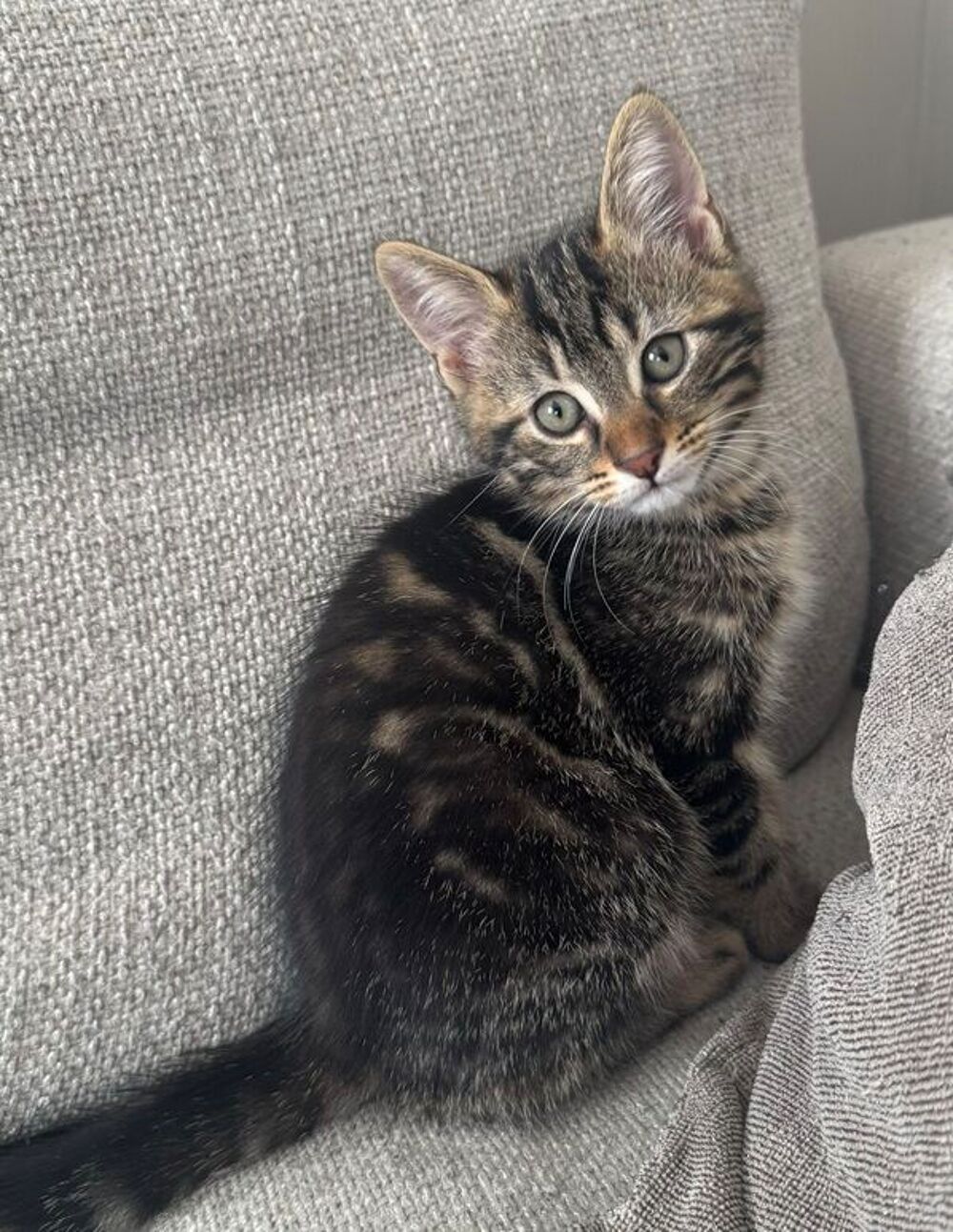   Chaton male 3 mois 