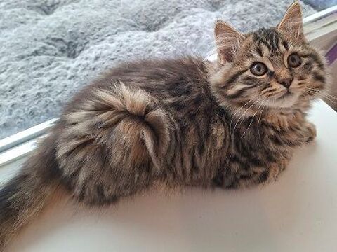 WHITNEY CHATONNE TIGREE 5 MOIS 225 92260 Fontenay-aux-roses