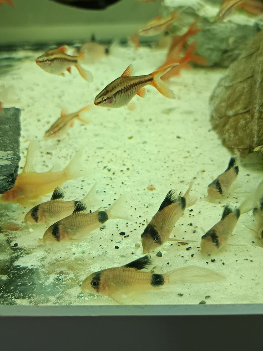   Corydoras Panda a voile  