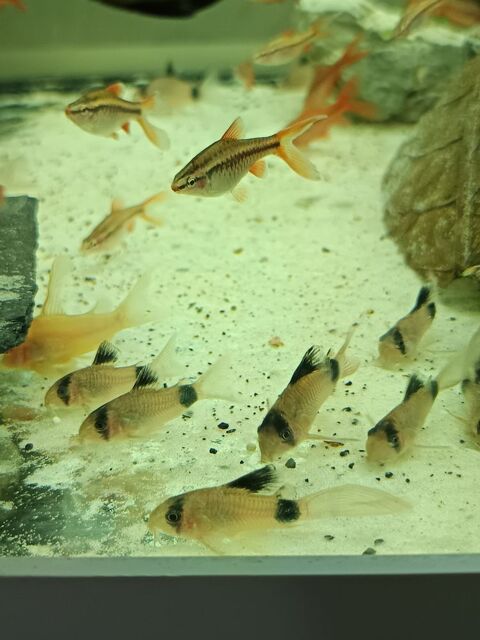 Corydoras Panda a voile 5 94380 Bonneuil-sur-marne