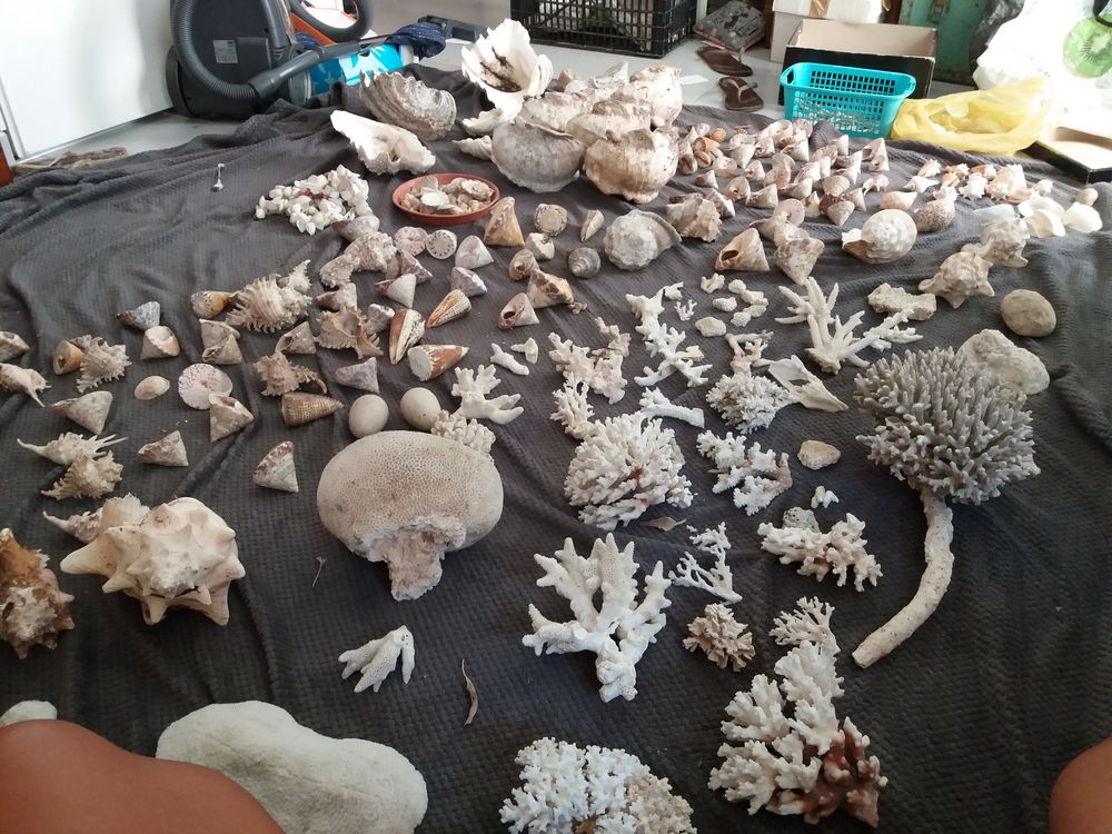 coquillage et coraux 