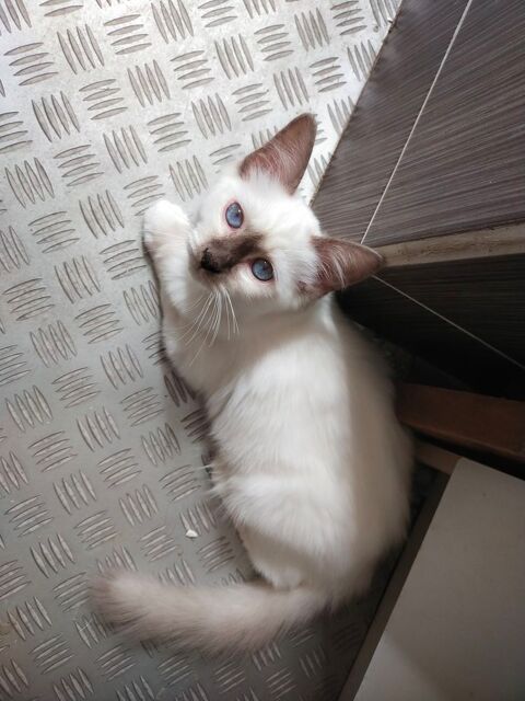 Chatons Sacr&eacute; de Birmanie LOOF 900 72600 Mamers