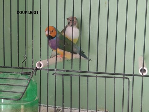diamant de gould 0 65000 Tarbes