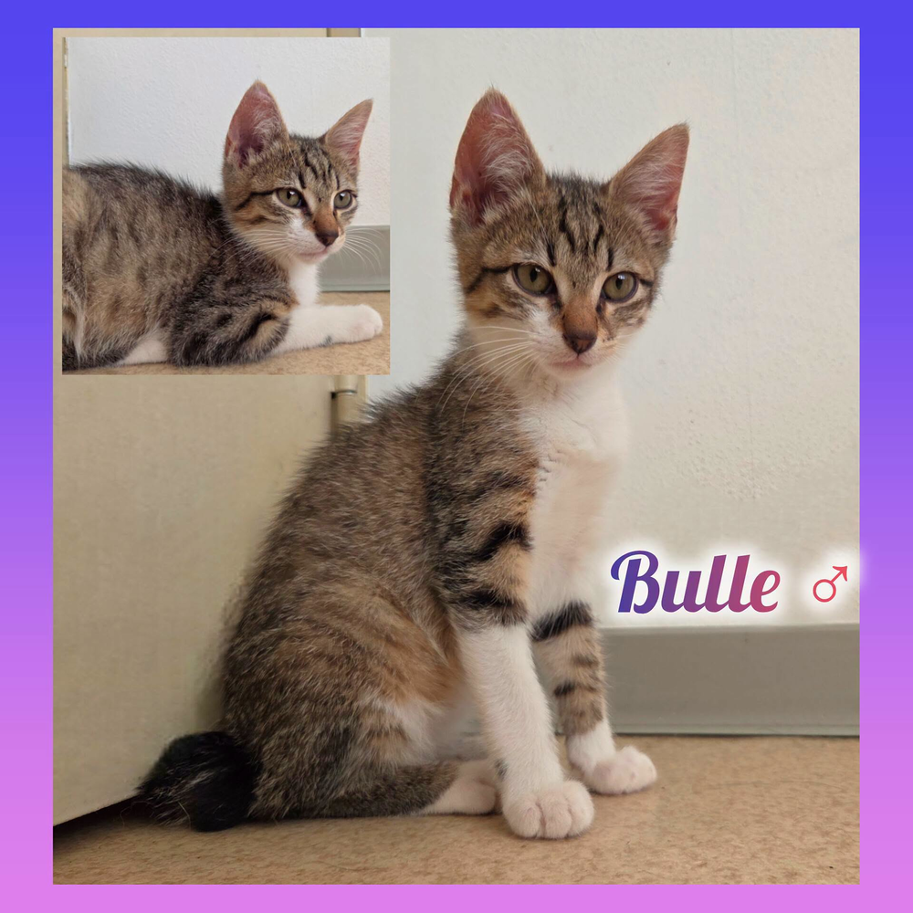   Bulle à l'adoption 
