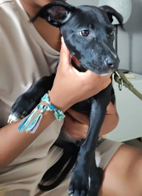 Mimi,2 mois,cherche de bons adoptants 170 92390 Villeneuve-la-garenne