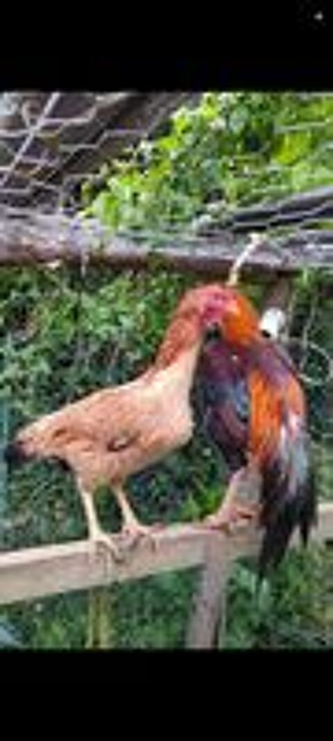   Oeufs fécondés coq espece Madagascar  