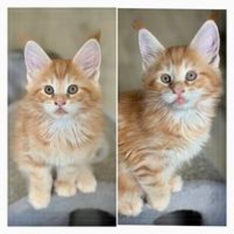   Maine coon loof 