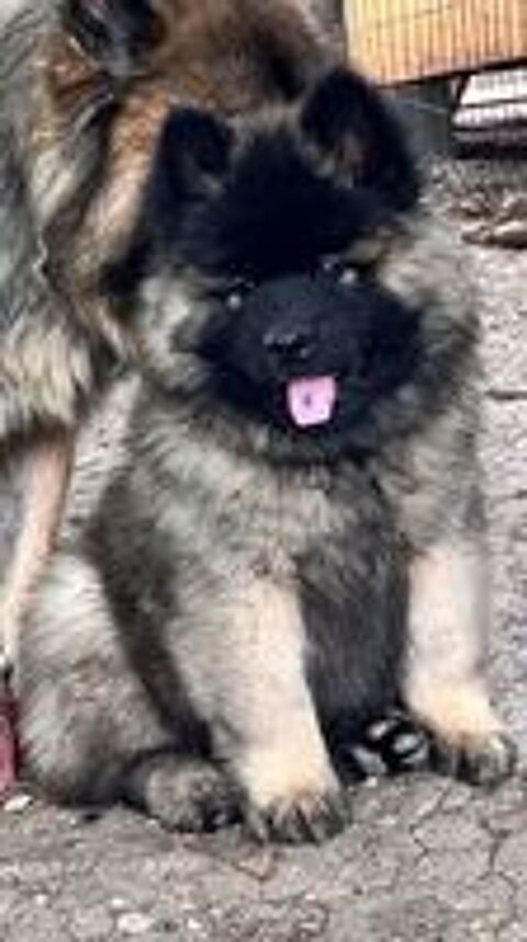   Magnifiques chiots Eurasier LOF 