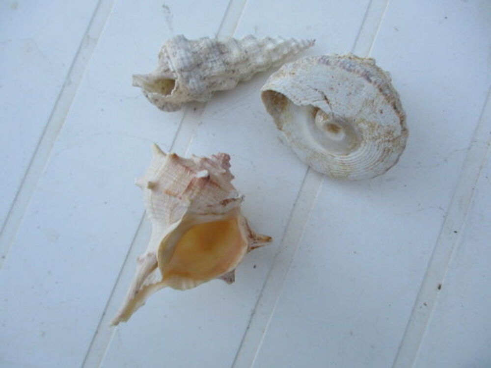 Coquillages 