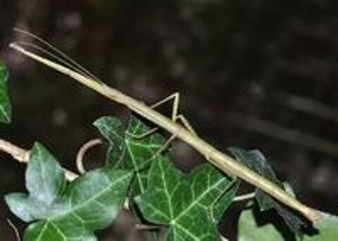   Carausius morosus ou phasme morose. 