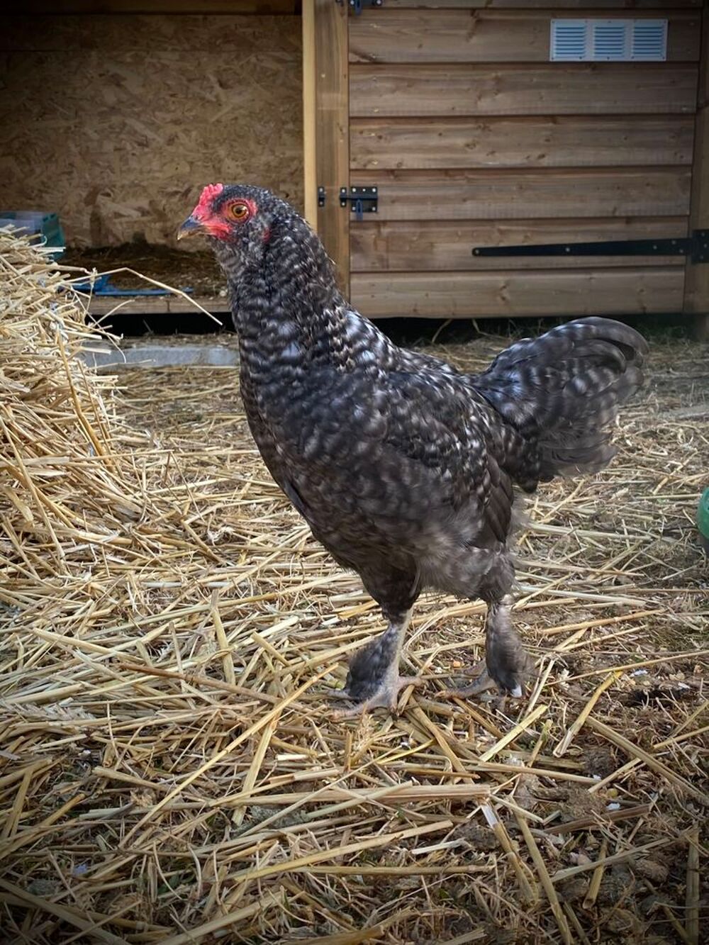 Jeune coq Jardin