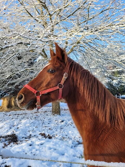 HONGRE Anglo Arabe 9 Ans 2500 49350 Gennes