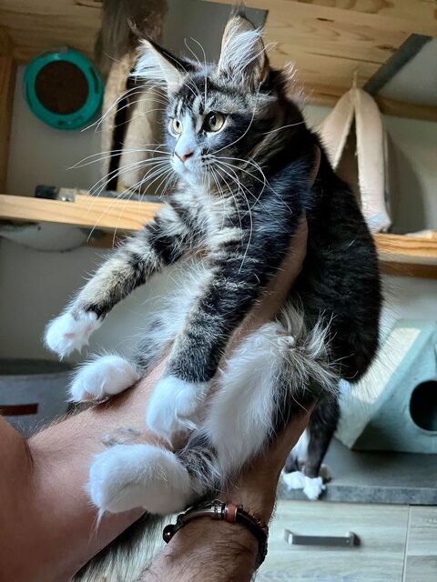 chatons maine coon LOOF disponible 850 42410 Chuyer