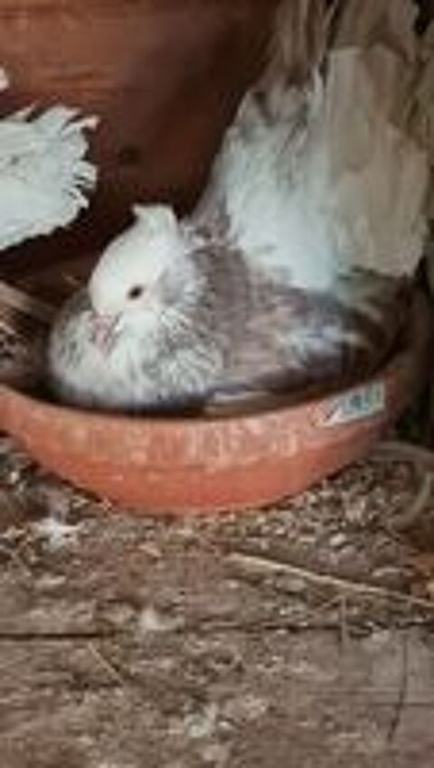   pigeons paons indiens pure race  