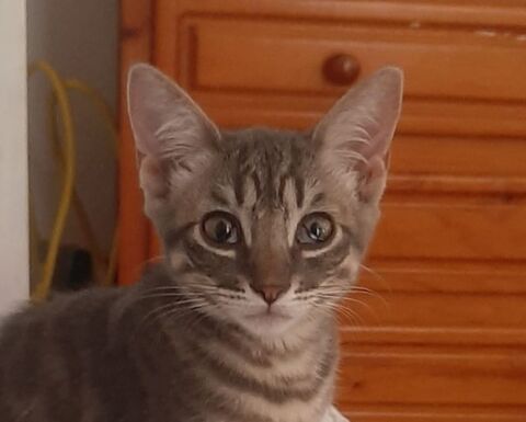 OLIVE 185 27620 Gasny