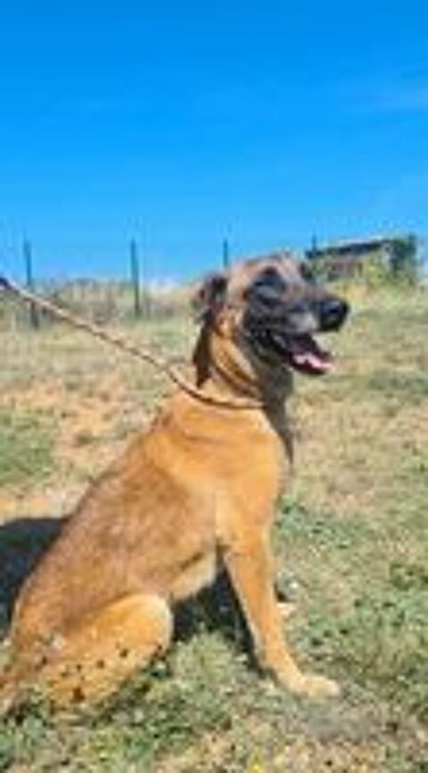   Chien NEXUS à l adoption 