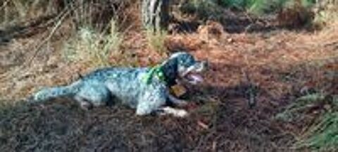   Setter anglais tricolore pour saillie  ( Gironde) 